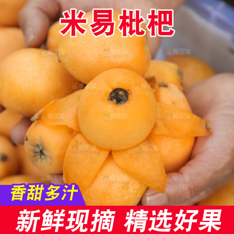 手里拿着米易枇杷