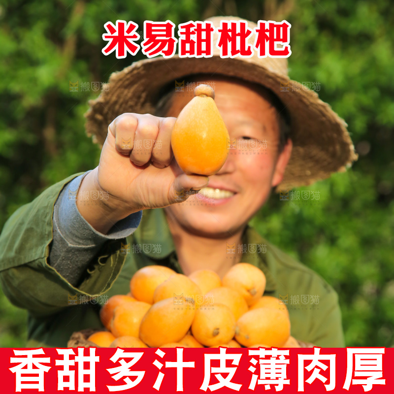 手里拿着米易枇杷