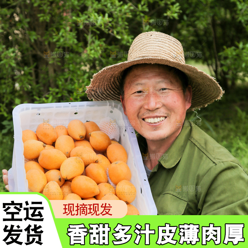 手里拿着米易枇杷