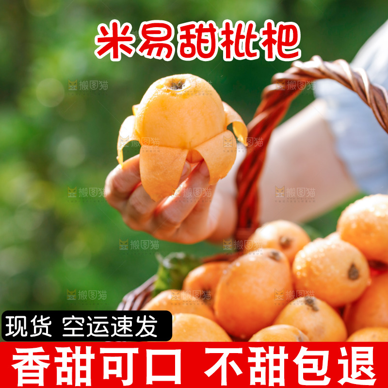 手里拿着米易枇杷