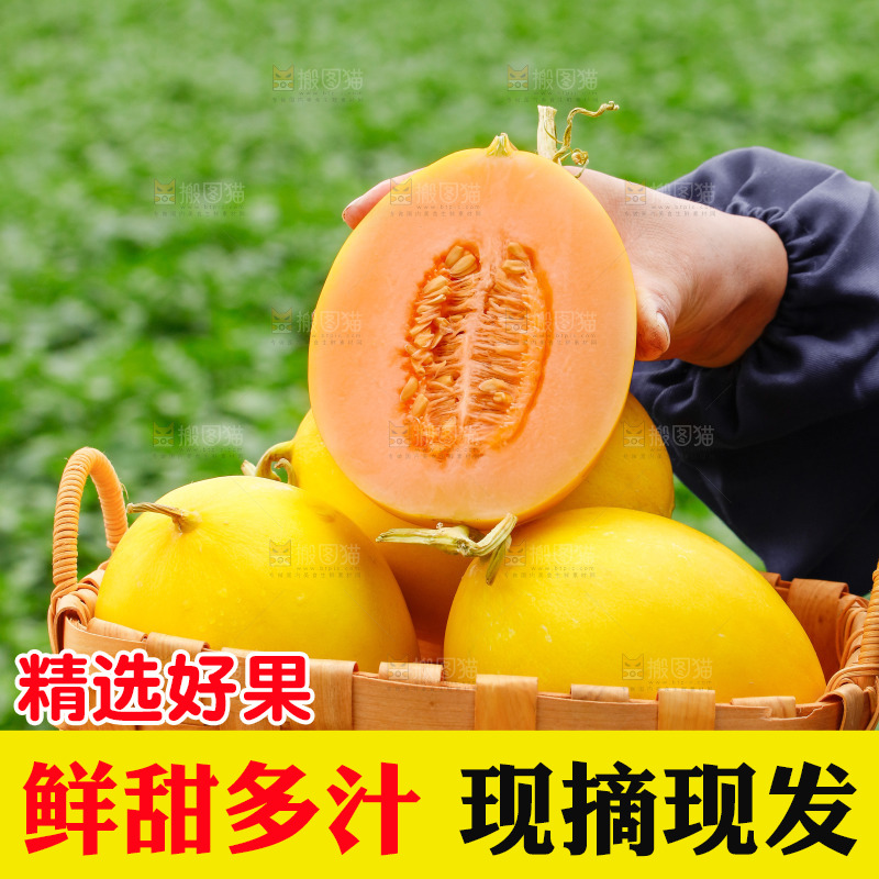 手里拿着的黄河蜜瓜