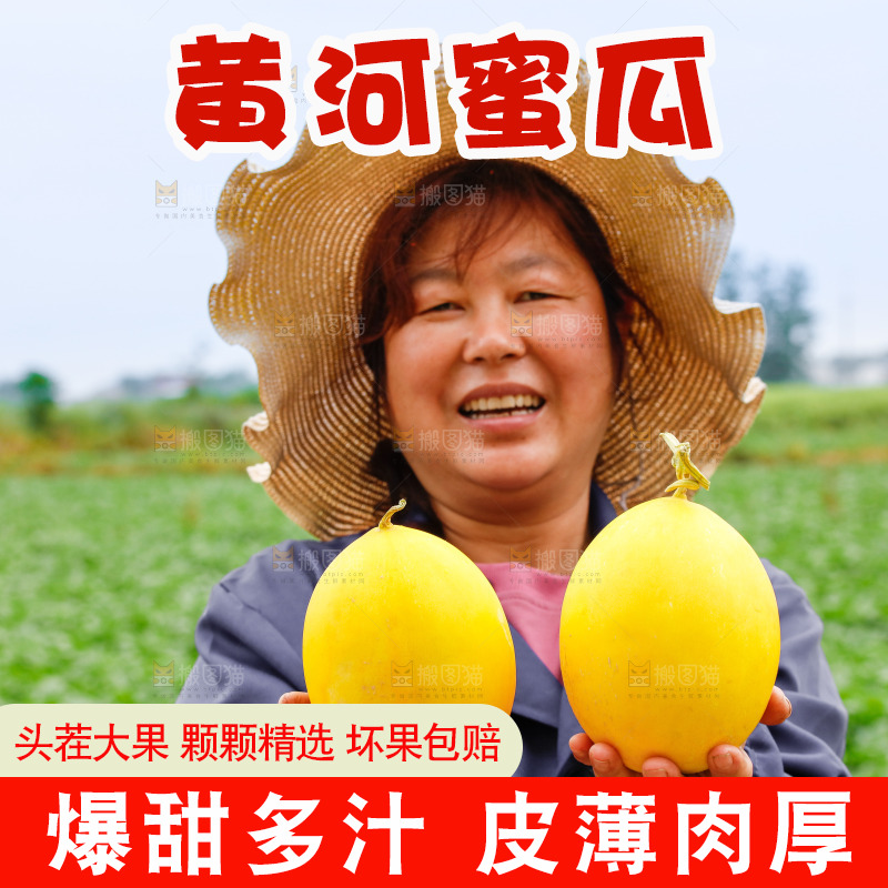 手里拿着的黄河蜜瓜