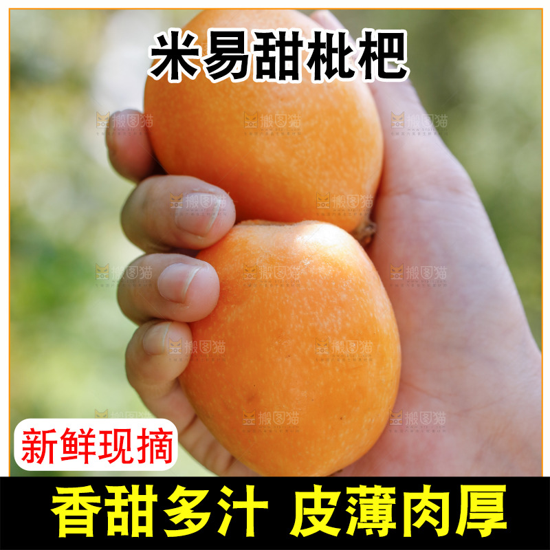 手里拿着米易枇杷