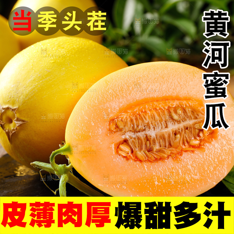 深底上的黄河蜜瓜