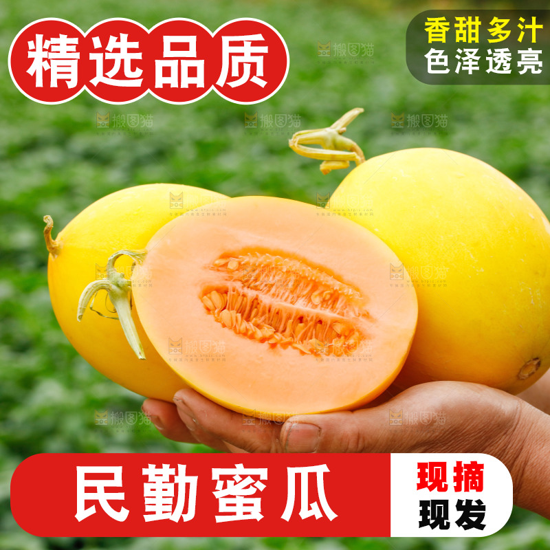 手里拿着的黄河蜜瓜