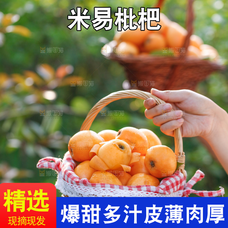 手里拿着米易枇杷