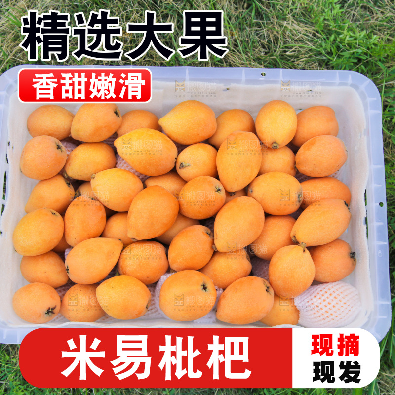 手里拿着米易枇杷