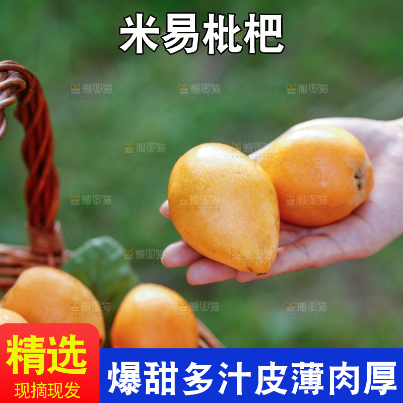 手里拿着米易枇杷