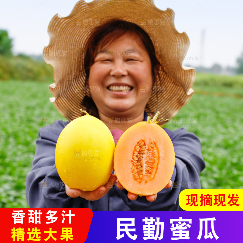 手里拿着的黄河蜜瓜