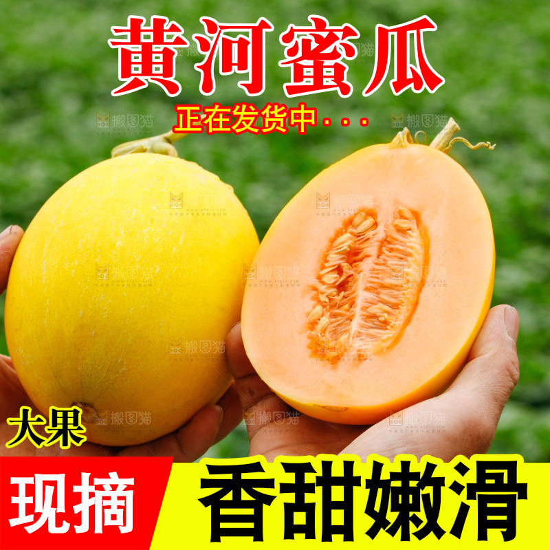 手里拿着的黄河蜜瓜