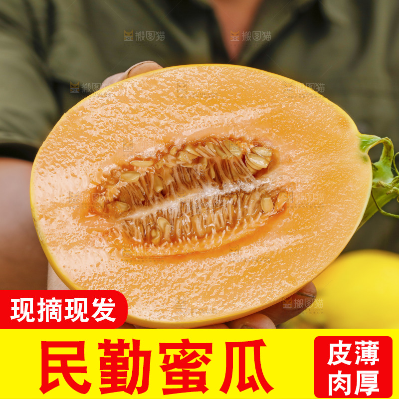 手里拿着的黄河蜜瓜