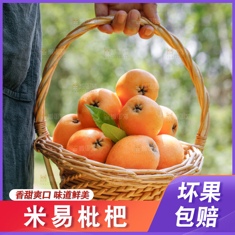 手里拿着米易枇杷