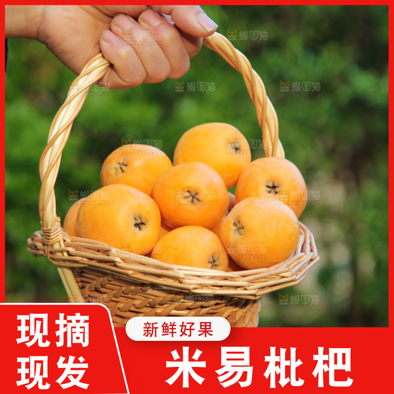 手里拿着米易枇杷