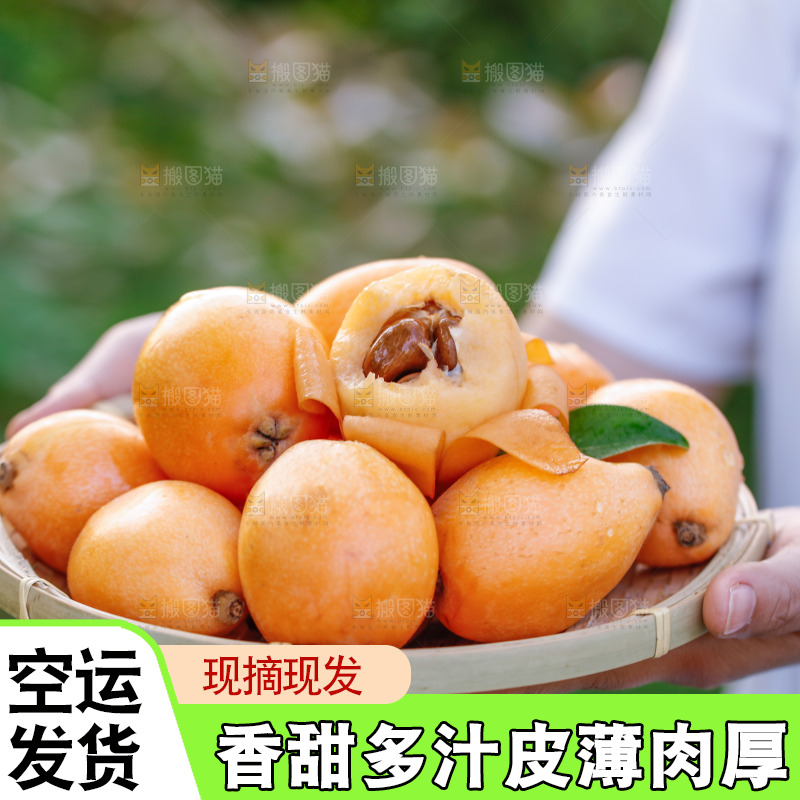 手里拿着米易枇杷