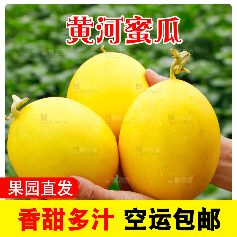 手里拿着的黄河蜜瓜