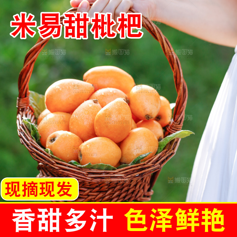 手里拿着米易枇杷