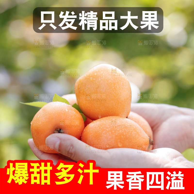 手里拿着米易枇杷