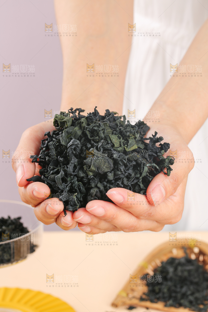 浅底上的裙带菜