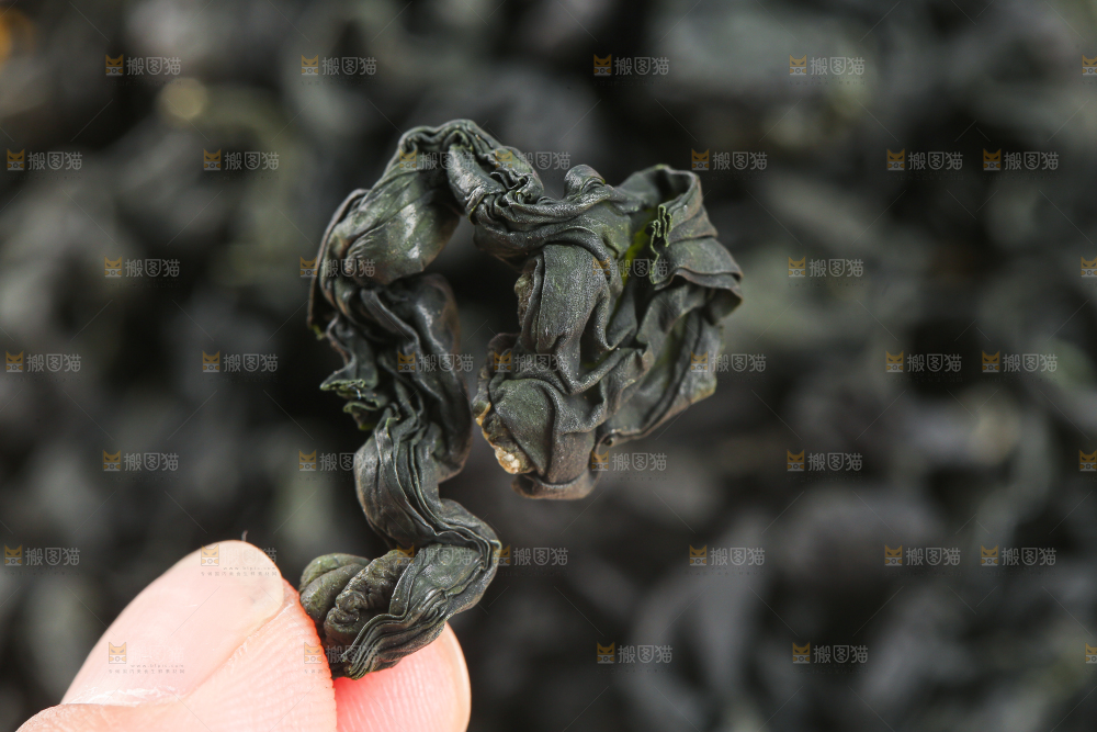 浅底上的裙带菜