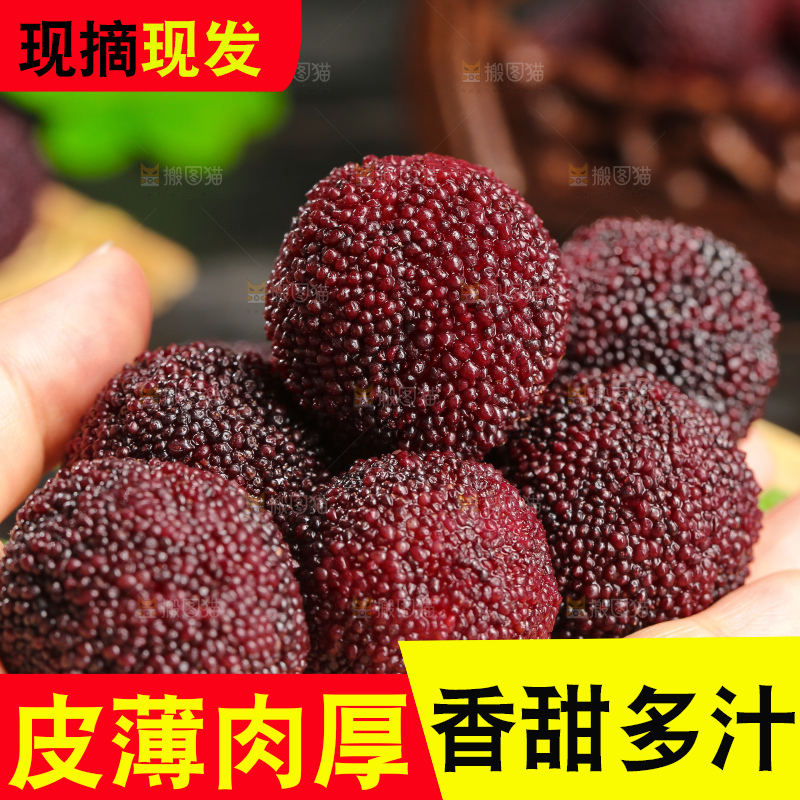 木底上的仙居杨梅