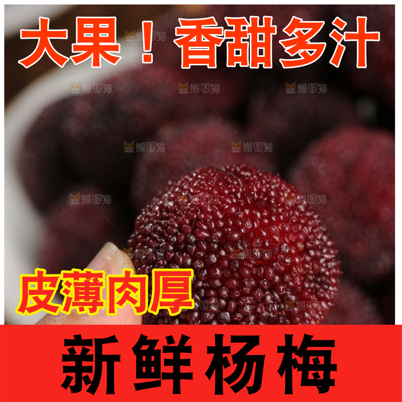 木底上的仙居杨梅