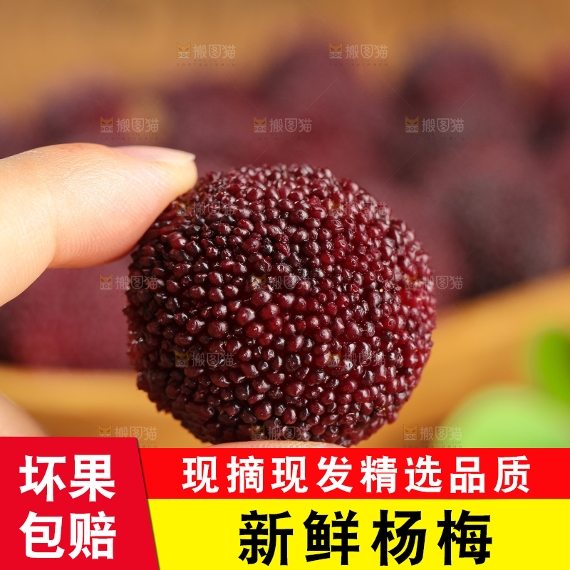 木底上的仙居杨梅