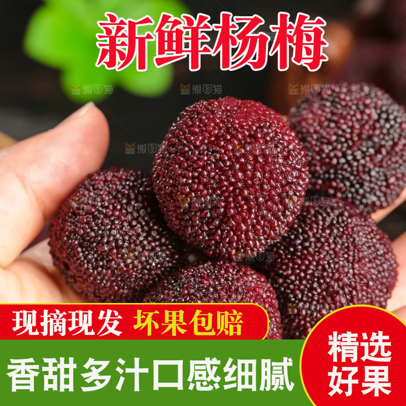 木底上的仙居杨梅
