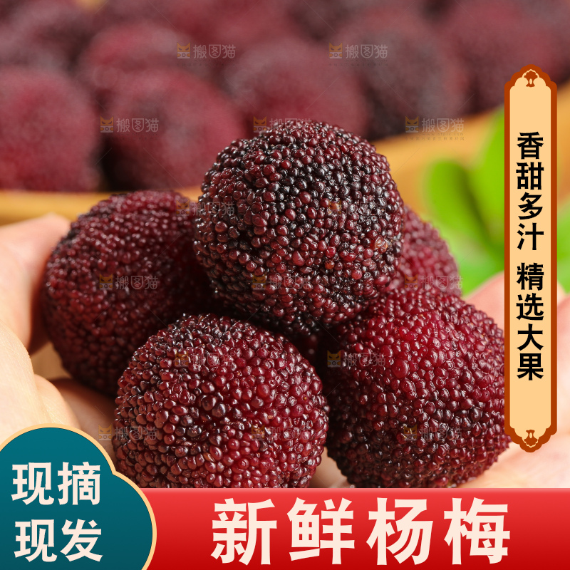 木底上的仙居杨梅
