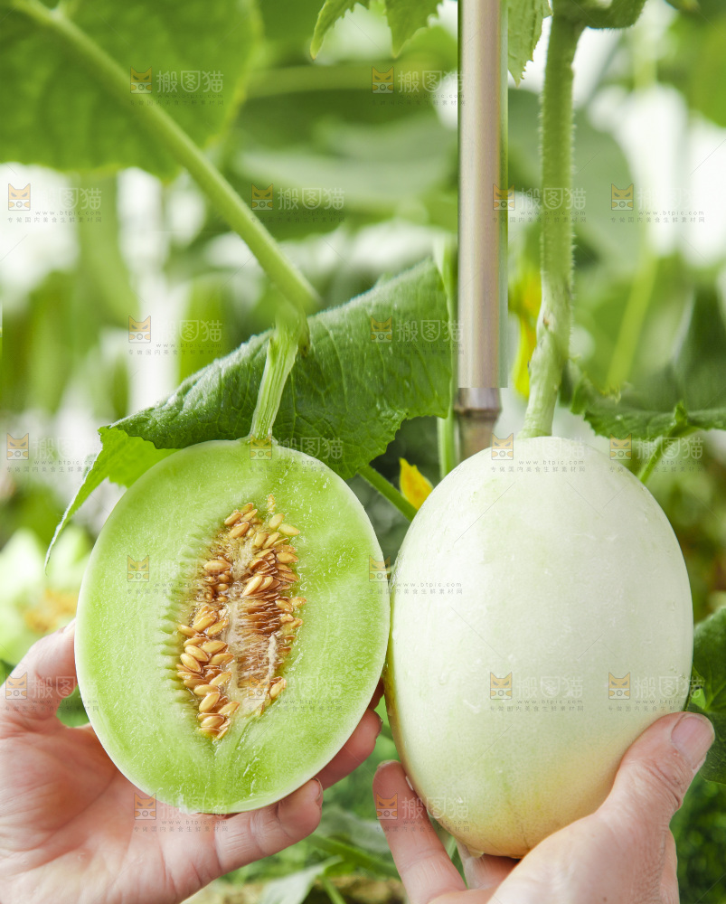 手里拿着玉菇甜瓜