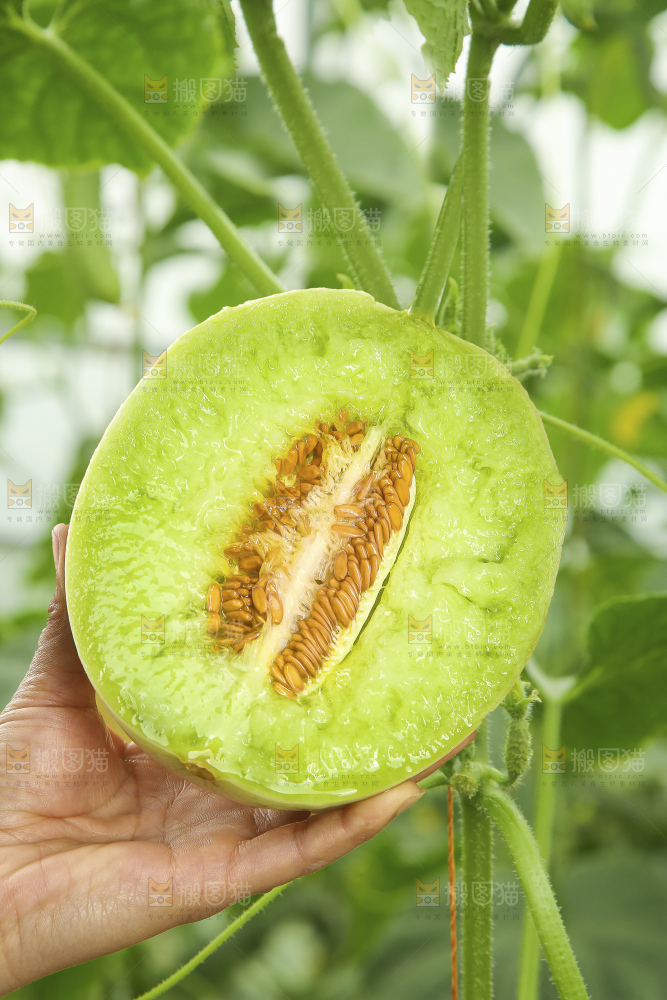 手里拿着玉菇甜瓜