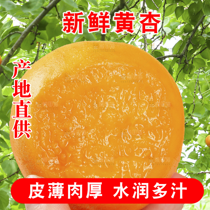 手里拿着大黄杏