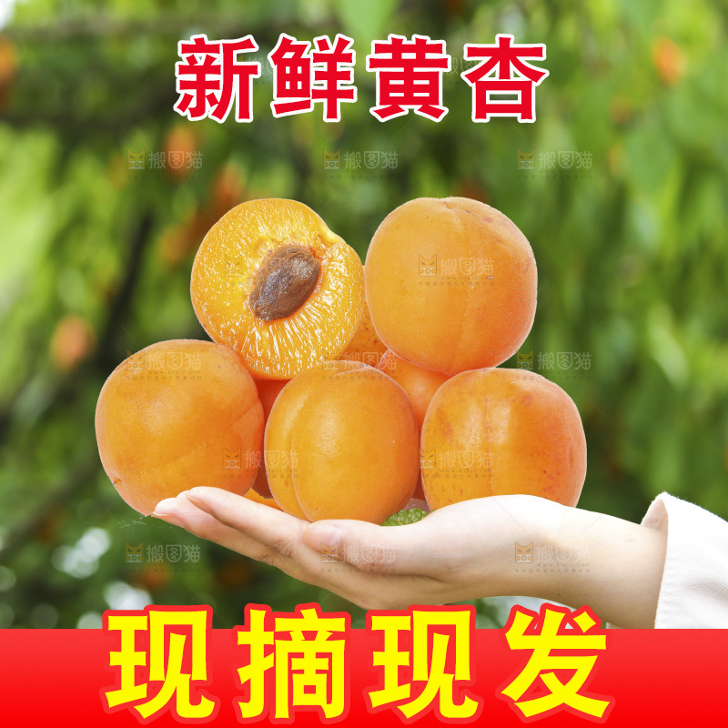 手里拿着新疆大黄杏