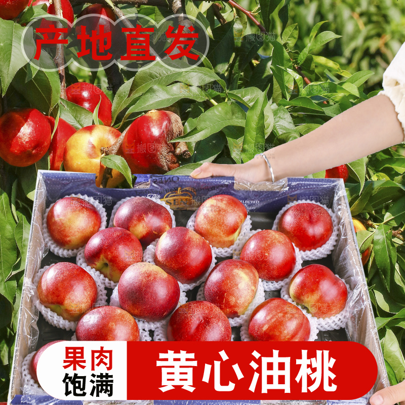 手里拿着黄肉油桃