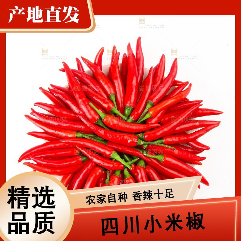 白底上的小米辣