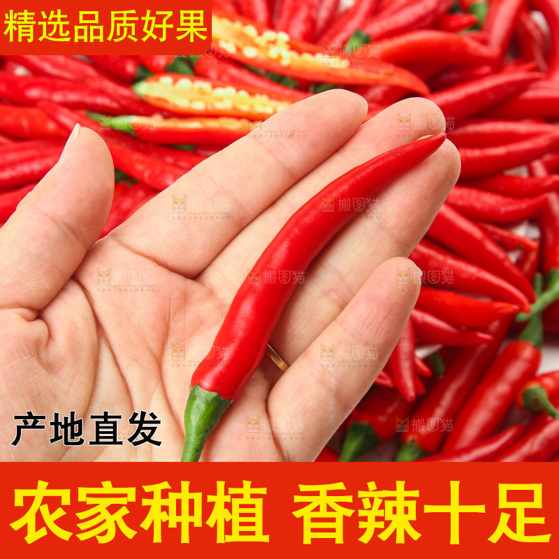 白底上的小米辣