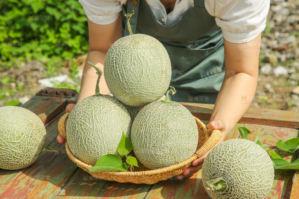 手里拿着玫珑网纹瓜