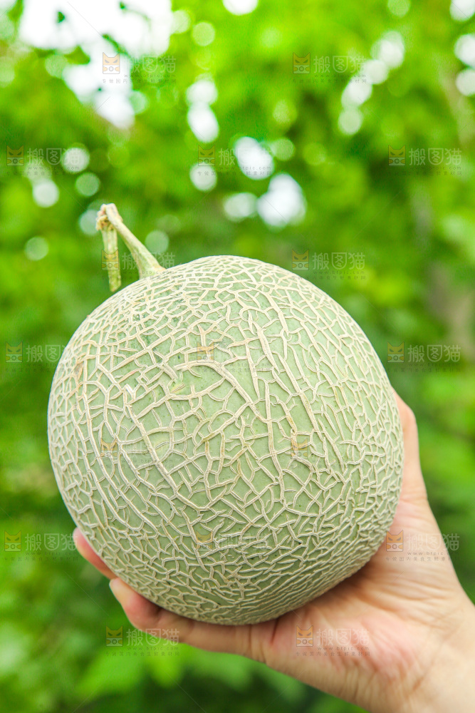 手里拿着玫珑蜜瓜
