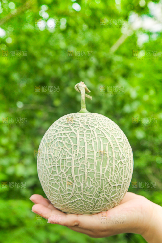 手里拿着玫珑蜜瓜