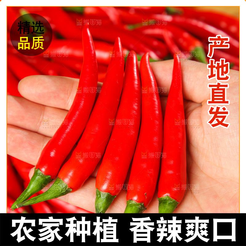 深底上的农家小米椒