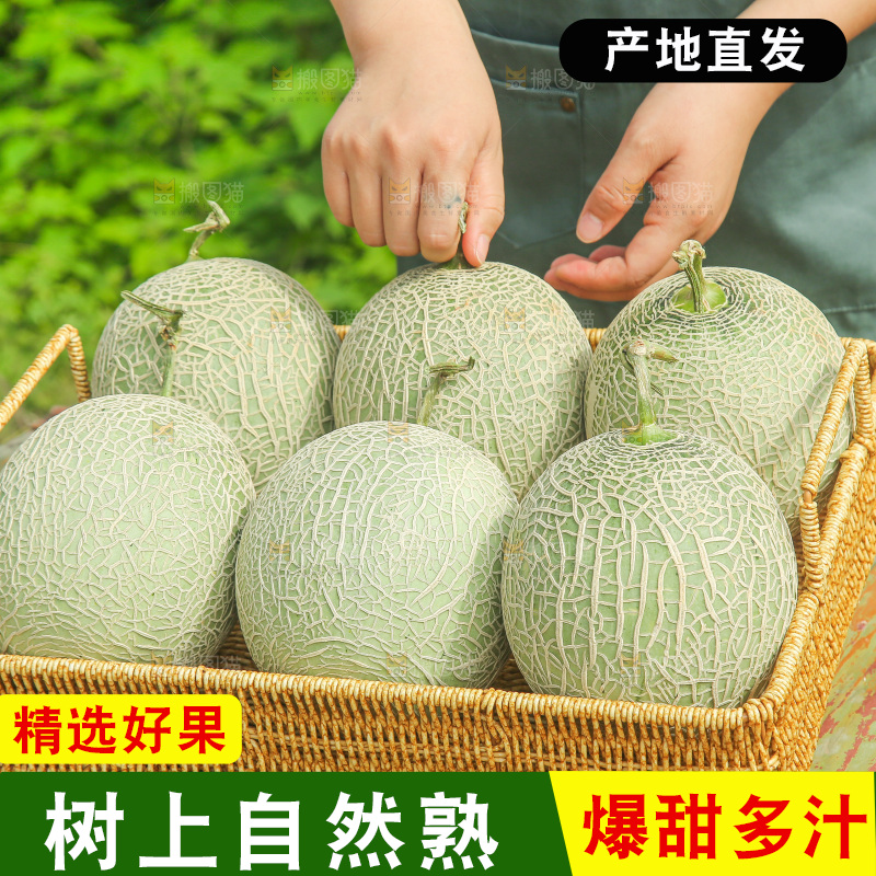 手里拿着网纹蜜瓜