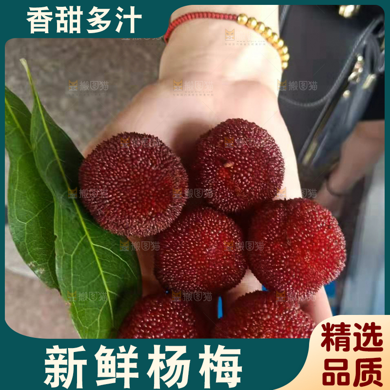 手上放着新鲜杨梅