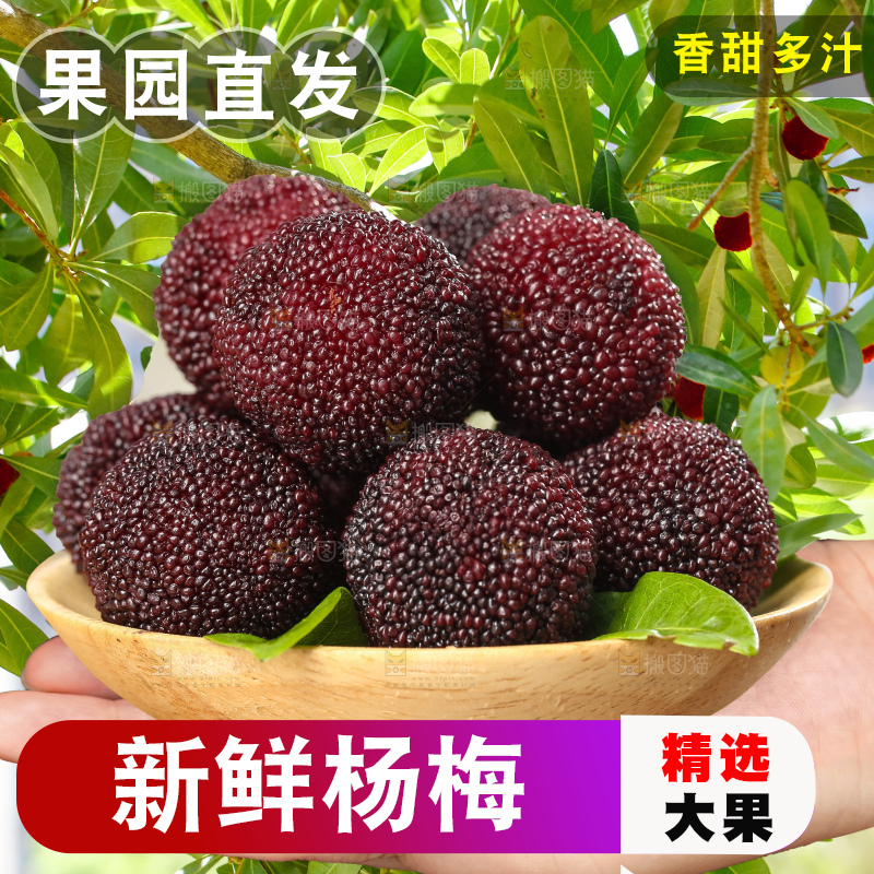 手里拿着新鲜杨梅