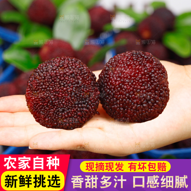 手里拿着新鲜杨梅