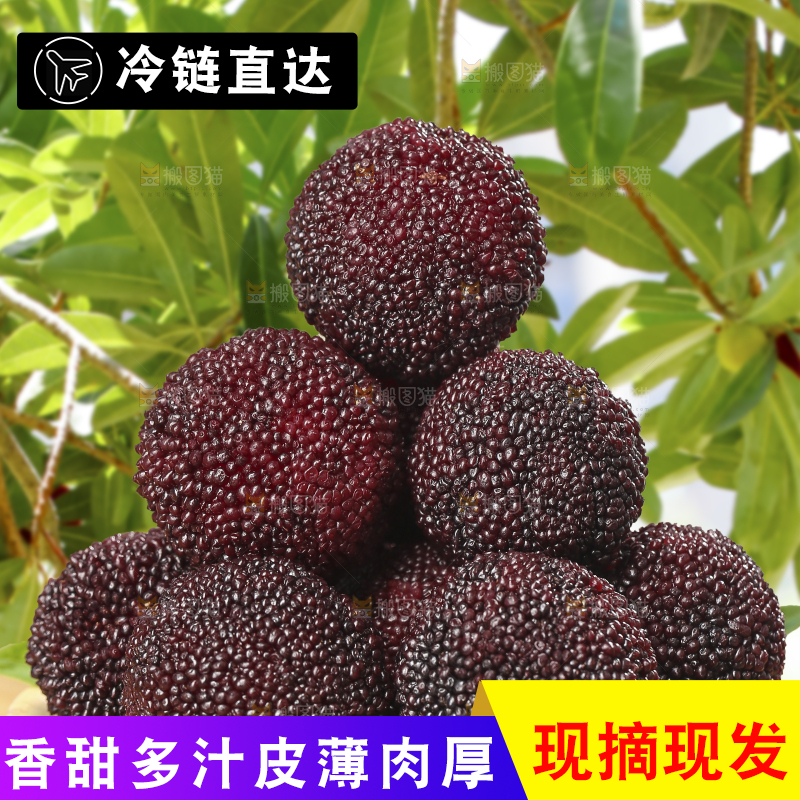 桌子上放着新鲜杨梅