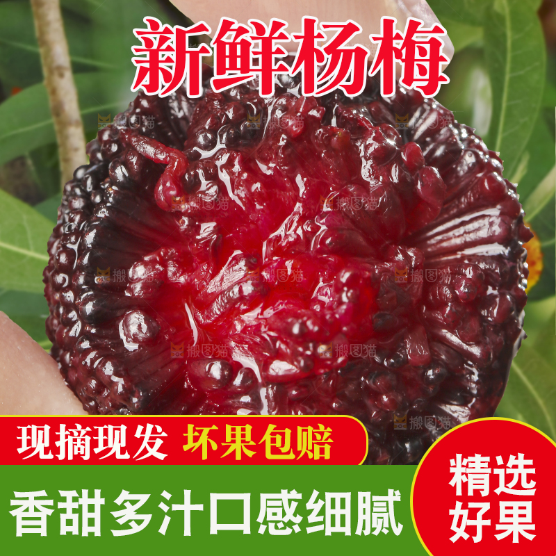 手里拿着新鲜杨梅
