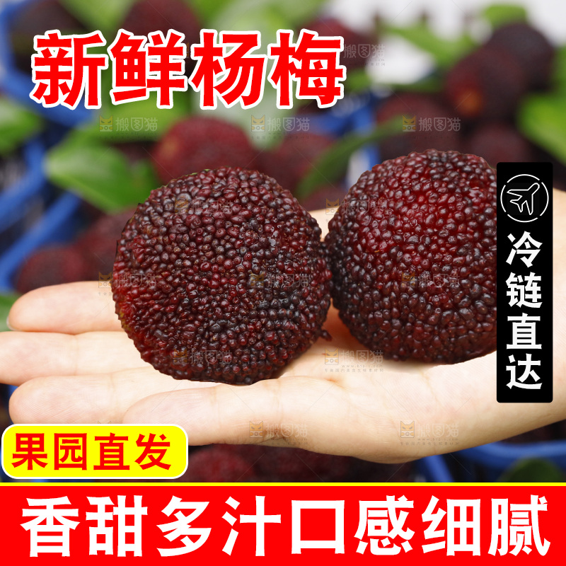 手里拿着新鲜杨梅