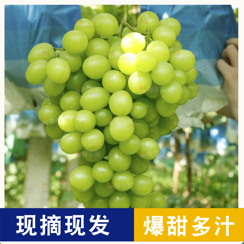 藤上挂着阳光玫瑰