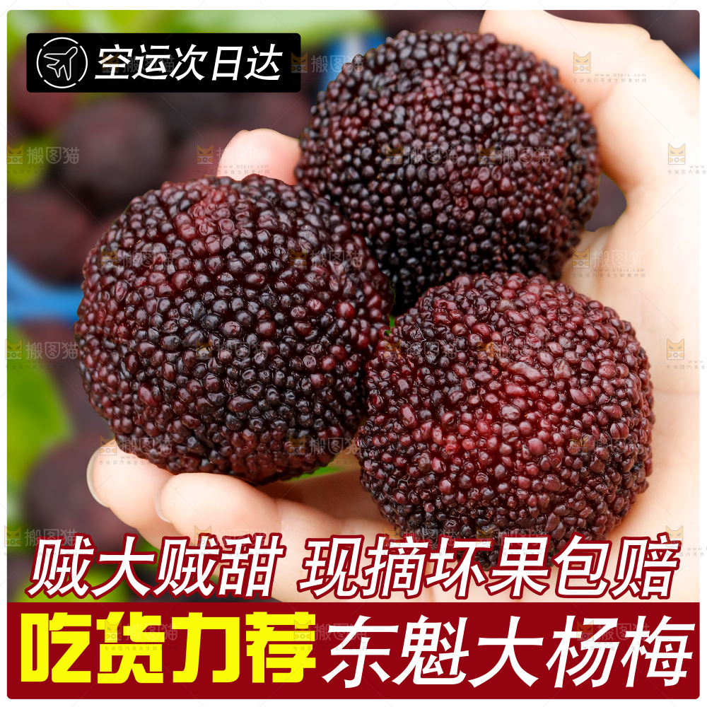 东魁杨梅主图