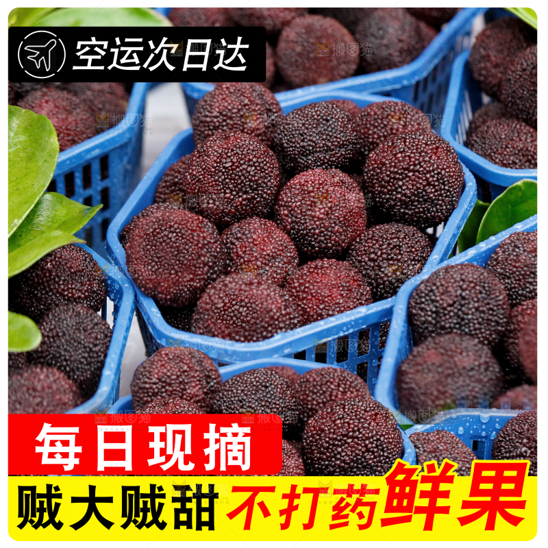 新鲜东魁杨梅主图