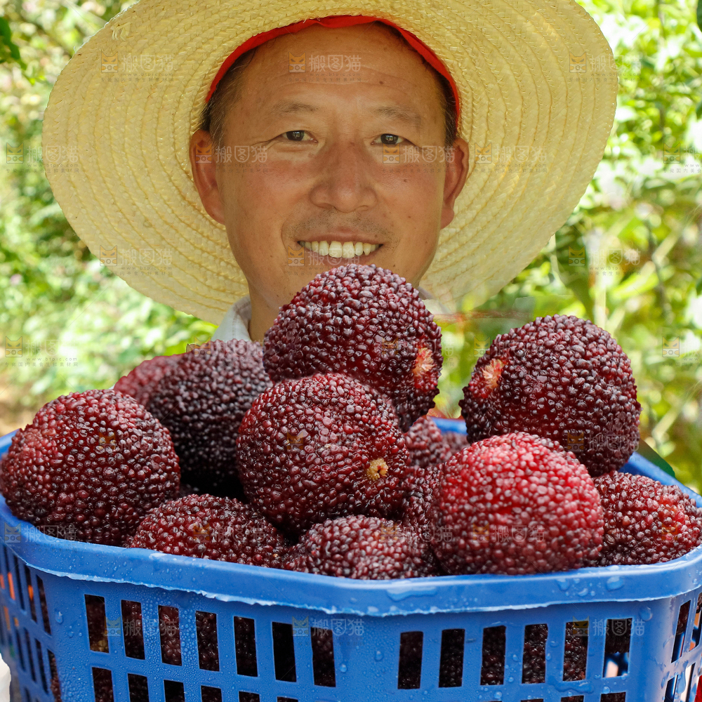 手里拿着新鲜大杨梅